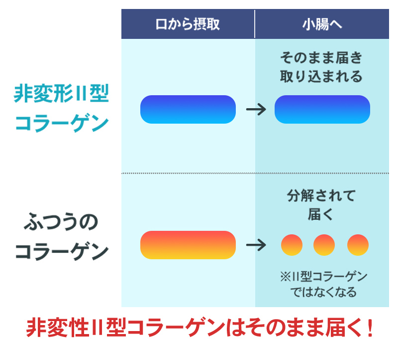 非変形Ⅱコラーゲンはそのまま届く！